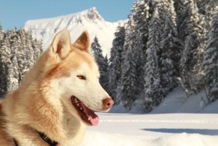 Huskys kennenlernen