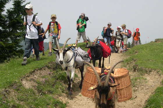 Halbtages-Trekking - mit Packgeissen  