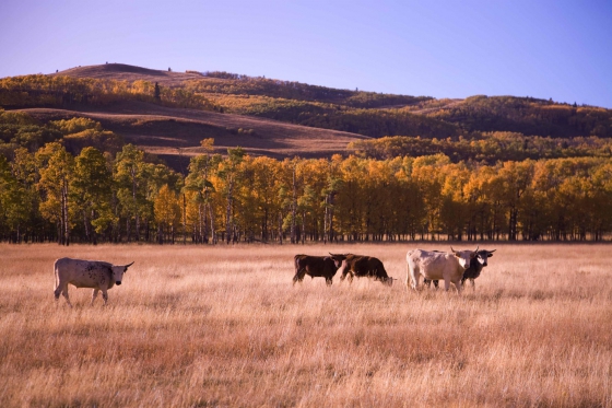 Tomahawk-Steak für 2 - Heritage Angus Beef auf heissem Stein 6 