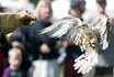 Falknerei Erlebnis - Erleben Sie Greifvögel hautnah 