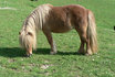 Familien Ponyreiten - für 2 Erwachsene und 2 Kinder 4
