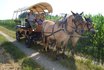 Planwagenfahrt - im Emmental für 7 Personen 2