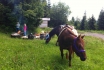 Perfekter Tag - mit Pferden per Du - inkl. Wanderreiten mit beeindruckender Aussicht und spannendem Zusatzprogramm 3