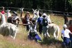 Trekking demi-journée - accompagné de lamas 