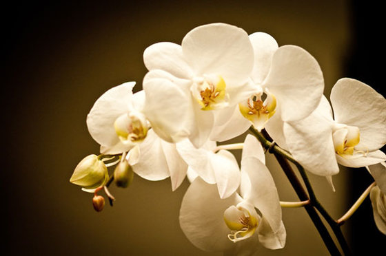 Yoga - mit Baby - Abo für 10 Lektionen 3 