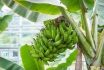 Maison tropicale de Frutigen - Entrée pour une personne 19