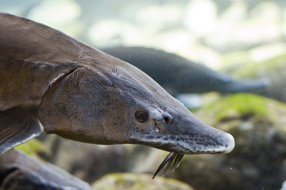 Tropenhaus Frutigen - Eintritt für 1 Person 9 