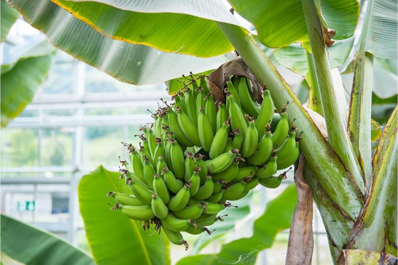 Tropenhaus Frutigen - Eintritt für 1 Person 19 