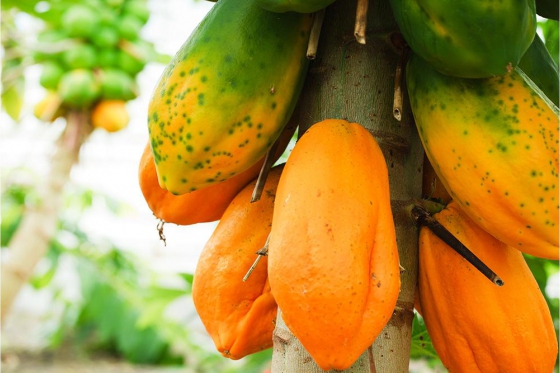 Tropenhaus Frutigen - Eintritt für 1 Person 20 