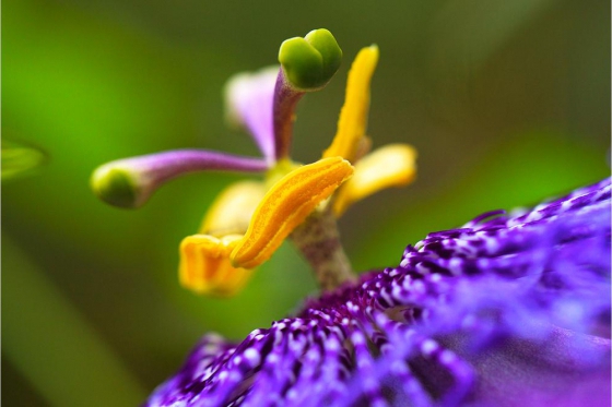 Tropenhaus Frutigen - Eintritt für 1 Person 21 