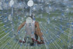 Bon cadeau Zorbing - Descentes en boule gonflable 