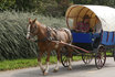 Planwagen mieten - 2 Tage im Jura 1