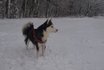 Trekkingtour - mit Husky und Jakuten Laika  3