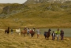 Balade avec les lamas - en Valais 