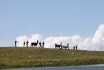 Balade avec les lamas - en Valais 1