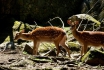 Week-end nature aux Marécottes - 1 nuit pour 2 personnes avec repas du soir inclus 16