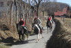 Balade à cheval - et barbecue  