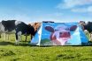 Zelt GlastoCows - für 2 Personen - von Fieldcandy 2