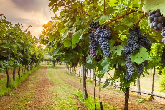 Faire du vin soi-même - Bon cadeau Assemblage 2 