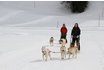 Journée avec les huskies - à Hoch-Ybrig 1