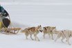 Schlittenhunde Kurs Hoch-Ybrig - Husky Workshop halber Tag 