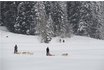 Schlittenhunde Kurs Hoch-Ybrig - Husky Workshop halber Tag 1