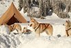 Schlittenhunde Kurs Hoch-Ybrig - Husky Workshop halber Tag 2