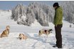 Schlittenhunde Kurs Hoch-Ybrig - Husky Workshop halber Tag 3