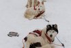 Schlittenhunde Kurs Hoch-Ybrig - Husky Workshop halber Tag 4