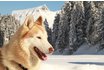 Schlittenhunde Kurs Hoch-Ybrig - Husky Workshop halber Tag 5