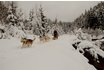 Schlittenhunde Kurs Hoch-Ybrig - Husky Workshop halber Tag 6