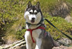 Husky Trekking - Wander Erlebnis mit Huskys 