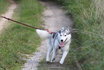 Husky 2-Tages-Trekking - Wandern mit Huskys 