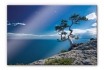 Acrylglasbild - Sea and Tree - in div. Grössen erhältlich 1