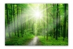 Image en verre acrylique - Sunny Forest - disponible en diverses tailles 1