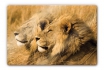 Glasbild - NG Löwenpaar   - in div. Grössen erhältlich  1