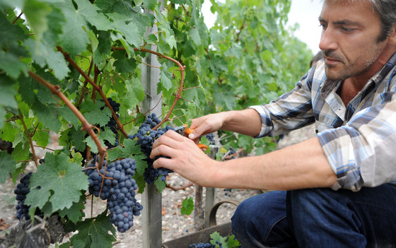 Dégustation de vins - Plus de 200 caves à choix 4  Dégustation de vins - Plus de 200 caves à choix 4