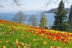 Nuit au Lac de Constance - et visite de l’île au fleurs 