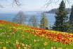 Übernachtung am Bodensee - inkl. Besuch der Blumeninsel Mainau 