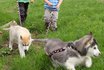 Husky Kindergeburtstag - Husky Wanderung und Picknick 4