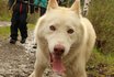 Husky Kindergeburtstag - Husky Wanderung und Picknick 5