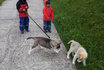 Husky Kindergeburtstag - Husky Wanderung und Picknick 7