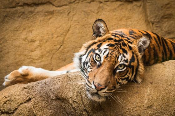 Zoo Familieneintritt - für 2 Erwachsene und 2 Kinder  
