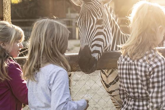 Zoo Familieneintritt - für 2 Erwachsene und 2 Kinder 3 