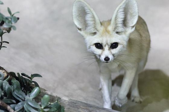 Zoo Familieneintritt - für 2 Erwachsene und 2 Kinder 4 