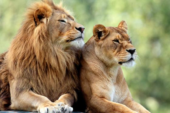 Zoo Familieneintritt - für 2 Erwachsene und 2 Kinder 6 