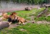 Brunch du dimanche au zoo - pour 2 personnes 8