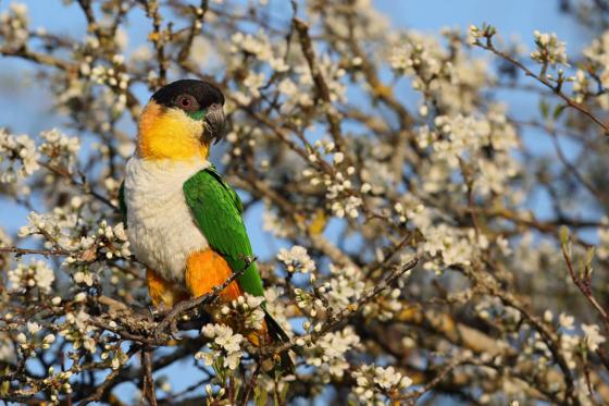 Sonntagsbrunch im Zoo - Brunch Erlebnis für 2 Personen 3 
