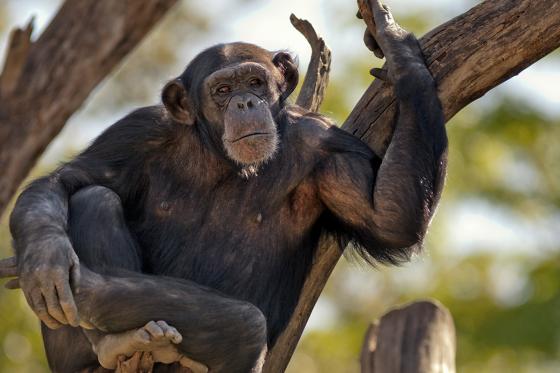 Sonntagsbrunch im Zoo - Brunch Erlebnis für 2 Personen 9 