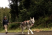 Schlittenhunde Wanderung (FR) - Trekking mit Husky Begleitung 2